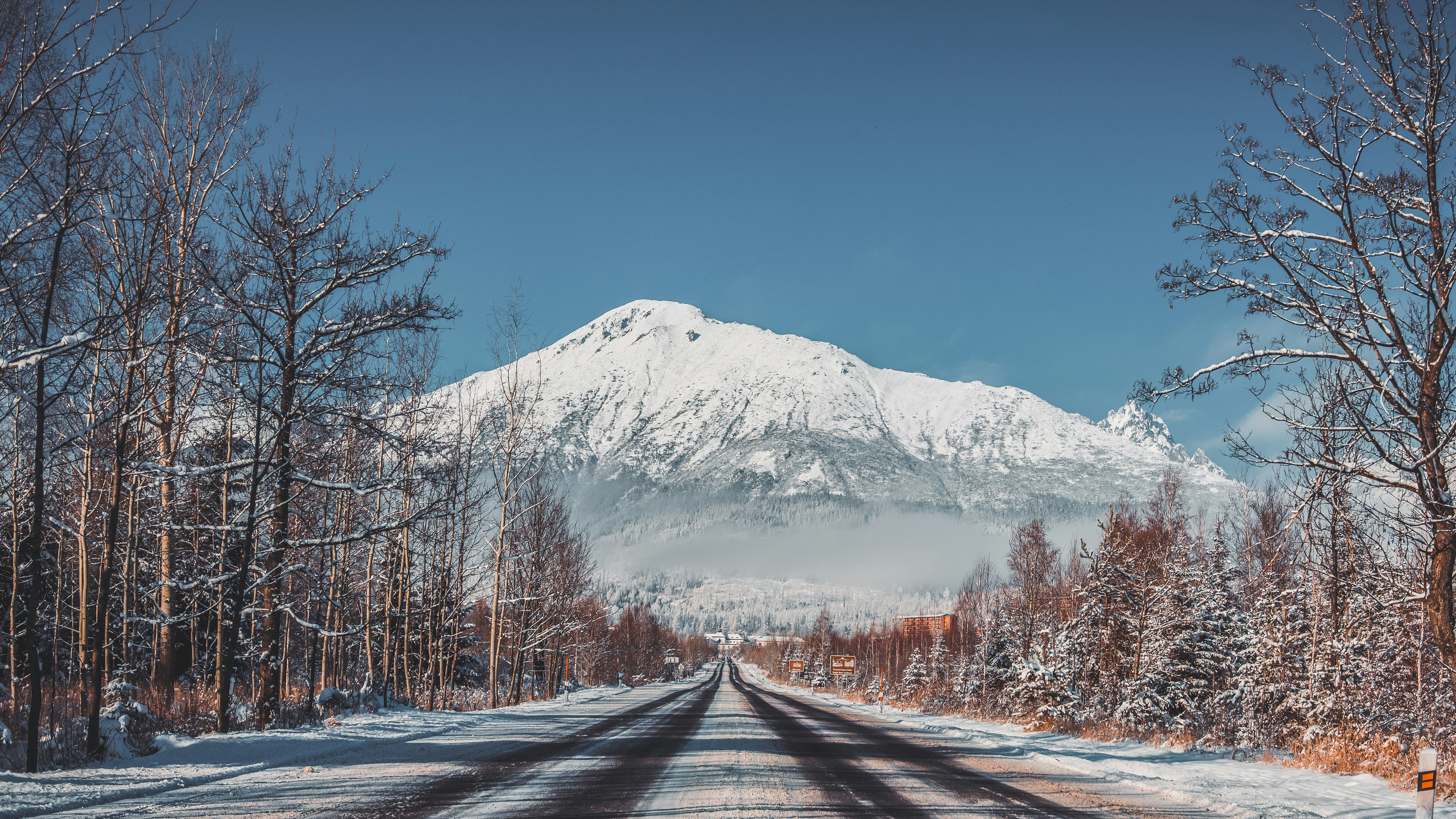 bare trees beside road